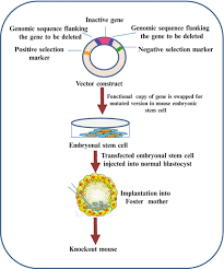 Organisms that have altered genomes are known as transgenic. Transgenic Animals And Plants Springerlink