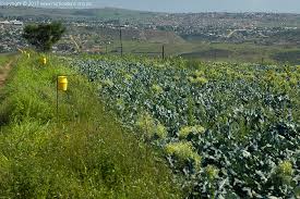 Maybe you would like to learn more about one of these? Green Bean Pests And How To Control Them Horticulture