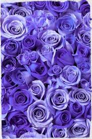 Purple Roses Purple Flowers Wallpaper Purple Roses Wallpaper Purple Wallpaper