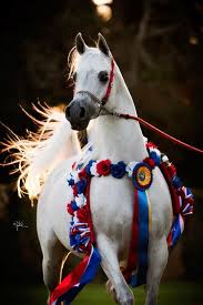 Panarea By Palawan Wh Justice The Champion Maker Horses Pretty Horses Beautiful Arabian Horses