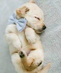 Sleepy Puppy Retriever Puppy Cute Baby Animals Cute Dogs