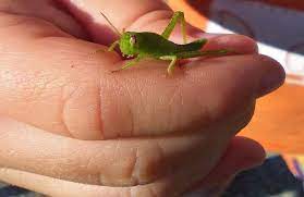 Can You Eat Grasshoppers For Survival Survival Freedom