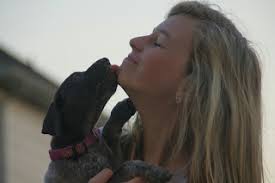 Katy German Shorthaired Pointer: available