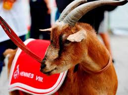 Fc köln 2:2 (0:1) 13.05.2017 ultras effzeh. 1 Fc Koln Beginnt Bundesliga Saison Mit Heimspiel Gegen Darmstadt 98 Hier Der Komplette Spielplan Der Geissbocke Citynews