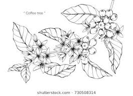 Black And White Plants Drawing Hand Drawing And Sketch Coffee Tree Black And White With Line Art Illustration Tatuagens De Cafe Cafe De Flore Cafe Desenho