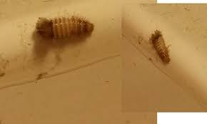 Eine fliege kann ihre larven nur dann in ihrem haus oder ihrer wohnung ablegen, wenn sie auf irgendeine weise hereinkommt. Kann Mir Jemand Sagen Was Das Fur Ein Kafer Ist Und Ob Er Als Schadling Gilt Tiere Haus Ungeziefer