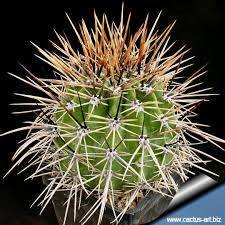 Image result for Cavacoa aurea