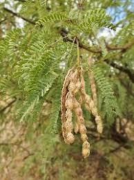 Image result for Xerophyta velutina