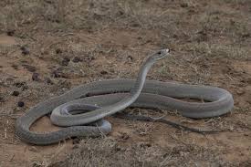 Black Mamba Is By Far The Largest Venomous Snake In Africa Although Often Labelled An Aggressive Snake The Black Mam Mamba Snake Black Mamba Snake Black Mamba