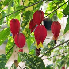 Image result for Abutilon austro-africanum