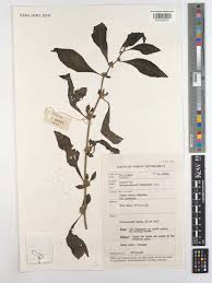 Image result for Struchium