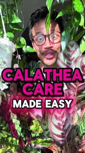 Calathea Care Tips: Keep Your Plant Thriving