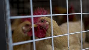En china se han detectado varias cepas de gripe aviar en animales, pero en personas es poco común. Yy 9opj61tmqxm