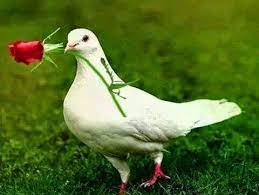 yeseren nesil good morning animals good morning images good morning