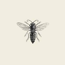 Vintage Honey Bee Illustration Art I Like Pinterest Bee Drawing Bee Illustration Bee Tattoo