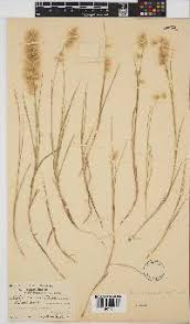 Image result for Megaloprotachne albescens