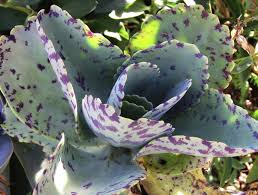 Image result for Kalanchoe brachyloba