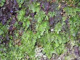 Image result for Hymenophyllum tunbridgense