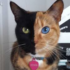 2 Colors Cat Mostinterestingcats