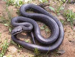 Snake Identification Key To Rodent Control Rat Snake Black Rat Snake Breeds