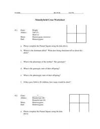 Monohybrid Cross Worksheet Monohybrid Cross Worksheet Warren County Schools