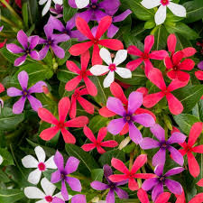 Image result for Catharanthus