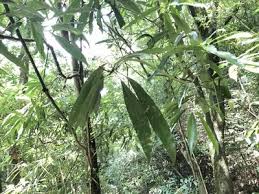 Image result for Actinodaphne