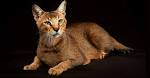 Chausie Kittens For Sale by Reputable Breeders | Pets4You