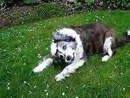 My Dog With Vestibular Disease Youtube
