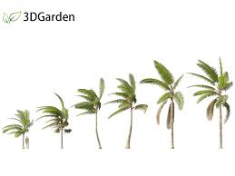 Image result for Acanthophoenix