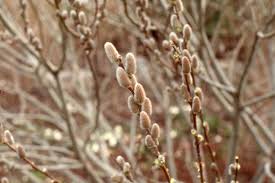 Image result for Goat Willow