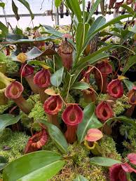 Image result for Nicolasia nitens