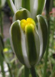 Image result for Albuca sp. no. 1
