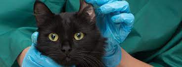 Cat Ear Infections Causes And Symptoms Purina