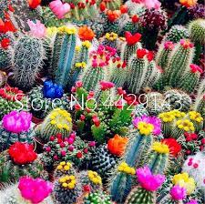 Check out our large cactus plant selection for the very best in unique or custom, handmade pieces from our succulents shops. 20pcs Schlumbergera Flowers Christmas Cactus Plants Bonsai Fashion Bonsai Seeds Home Garden