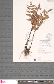 Image result for Pellaea doniana