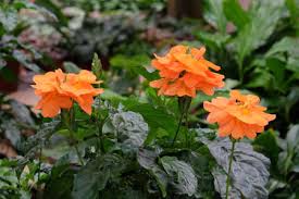 Maybe you would like to learn more about one of these? 166 Crossandra Stock Photos And Images 123rf