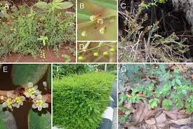 Image result for Phyllanthus macranthus