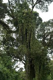 Image result for Oleandra distenta