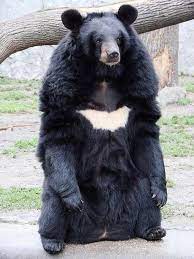 Animais Asian Black Bear Black Bear Moon Bear