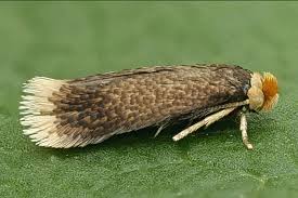 Image result for Stigmella freyella