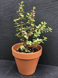 Elephant Bush Succulentpropagation Sedum Cactus Senecio Succulentlover Cactilove Cactuslover Bush Plant Jade Plants Propagating Succulents