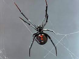 Black widow behavior, female and male identification, nest or web id and egg sac information. Black Widow Spider Black Widow Aesthetic Black Widow