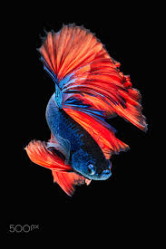 Betta Fish Betta Fish Siamese Fighting Fish Betta