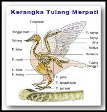 Savesave gambar burung hantu for later. 45 Koleksi Gambar Kerangka Hewan Burung Gratis Terbaik Gambar Hewan