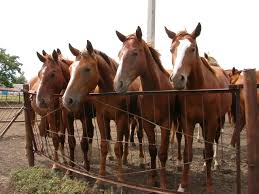 Horse Markings Wikipedia