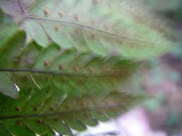 Image result for Arthropteris anniana