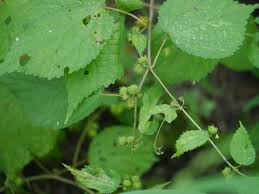 Image result for Triumfetta annua