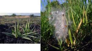 Image result for Stenostelma capense