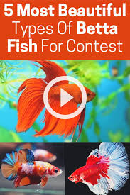 5 Of The Most Amazing Betta Fish For Your Fish Tank Home In 2020 Betta Fish Types Betta Fish Betta
